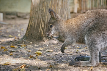 Bennett-Känguru ( Notamacropus rufogriseus ). © Michael