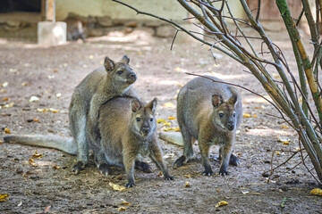 Bennett-Känguru ( Notamacropus rufogriseus ). © Michael