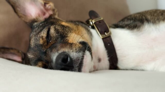 Tricolor Dog Sleeping Close-Up Video
