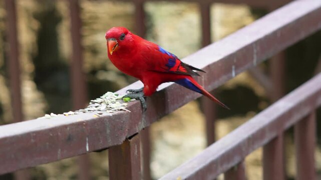 Red lory eating some seed on the fence