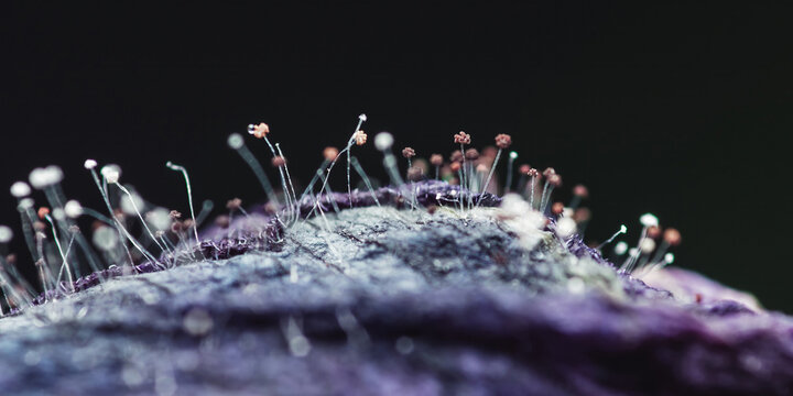 Slime mold fruiting bodies growing on dark surface