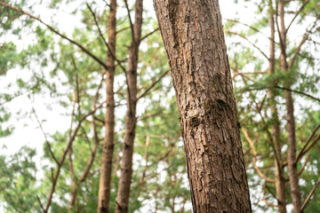 Fototapeta premium Pine tree trunks in a natural forest, showcasing detailed rough brown bark textures with blurred woodland in the background.