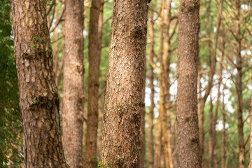 Obraz premium Pine tree trunks in a natural forest, showcasing detailed rough brown bark textures with blurred woodland in the background.