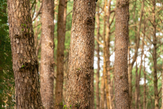 Pine tree trunks in a natural forest, showcasing detailed rough brown bark textures with blurred woodland in the background.