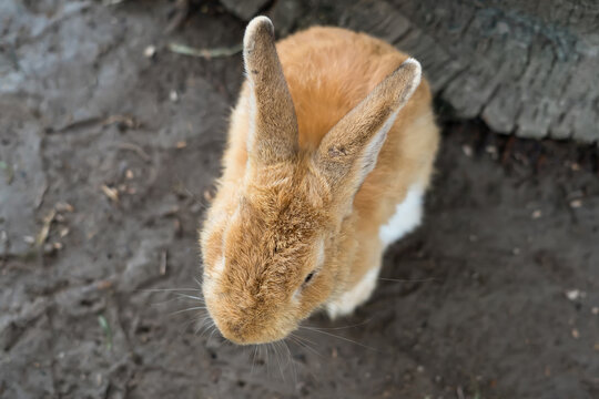 A Cute Rabbit Sits in the Mud: An adorable small rabbit with fluffy orange and white fur sits calmly on the muddy ground, looking up with its long ears alert.