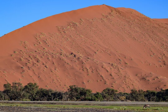 Oryx Grazing Before a Sand Dune