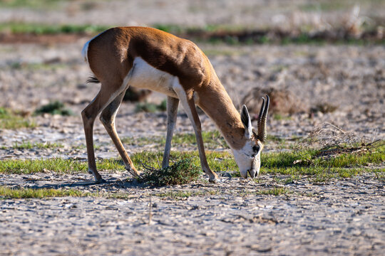 Springbok Grazing