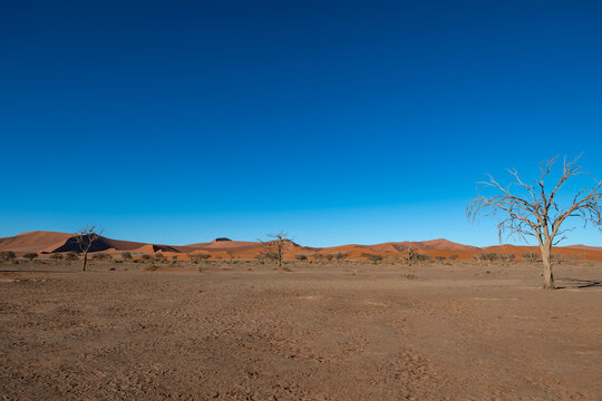Namib Desert Dunescape