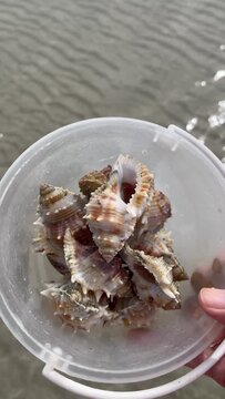 Crown conch