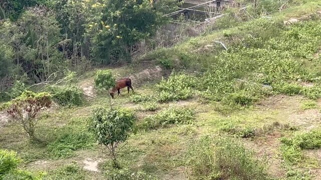 Cows eat grass