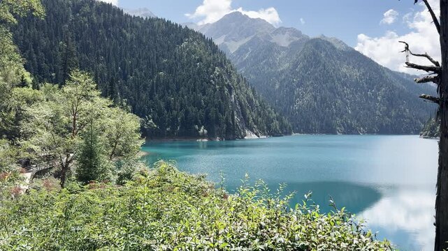 Slow motion medium shot of the iconic One-Armed Pine Tree by turquoise Long Lake in Jiuzhaigou, China. Features gentle water ripples, lush forest mountains, and serene alpine landscape.