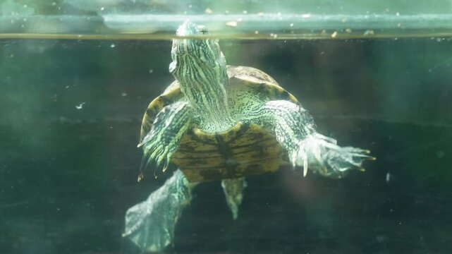 Red-eared slider turtle in the aquarium