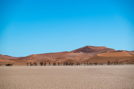 Deadvlei's Timeless Beauty