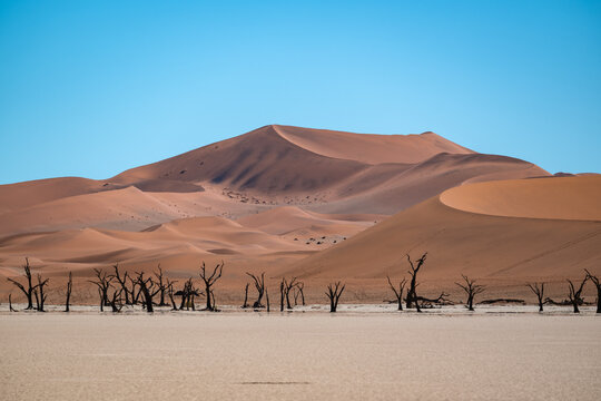 Deadvlei's Timeless Beauty