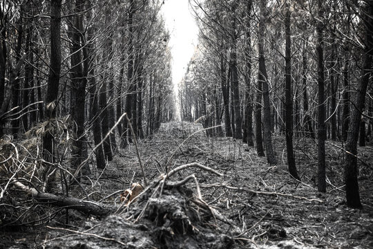 Foret de pins ravage&eacute; par un incendie