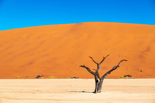 Dead Vlei Tree Silhouette