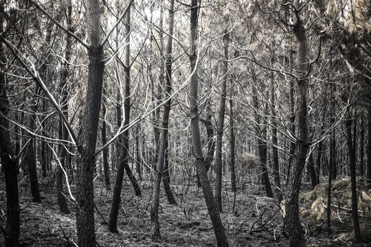 Foret de pins ravage&eacute; par un incendie