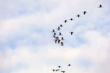 Fototapeta premium Migrating Cranes flying in V‑formation under cloudy sky