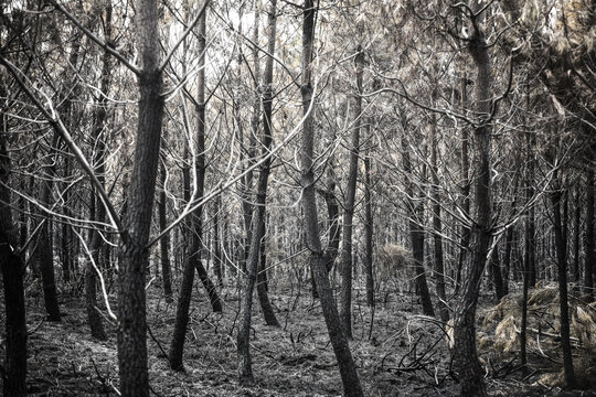 Foret de pins ravage&eacute; par un incendie