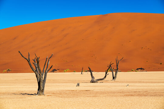 Dead Vlei's Silent Guardians