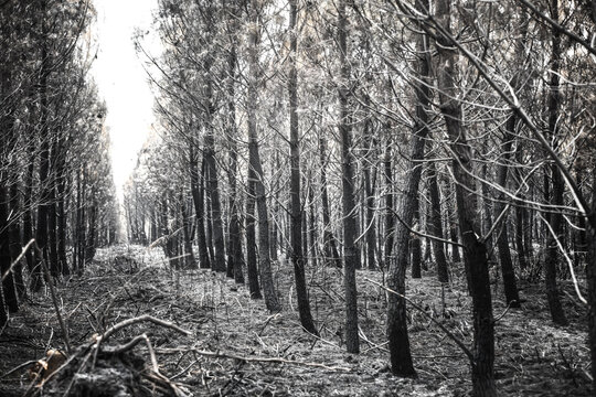 Foret de pins ravage&eacute; par un incendie