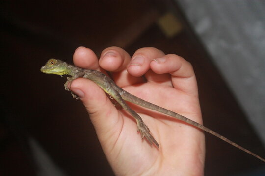 anolis esbelto 