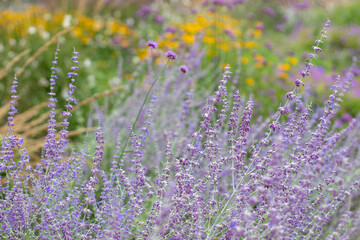 Obraz premium Lavender Russian sage flowers in foreground of a naturalistic perennial garden