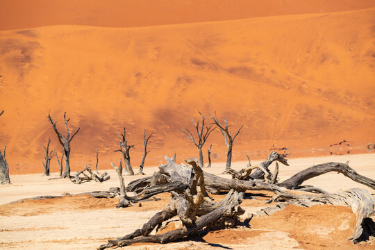 Deadvlei's Timeless Embrace