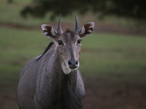Nilgai Asian Blue Bull Antelope in East Texas Safari