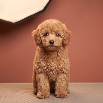 Adorable Poodle Puppy Portrait A Charming Fluffy Companion with Expressive Eyes in a Warm Studio Setting