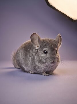 Adorable fluffy grey chinchilla pet sitting against a lavender background