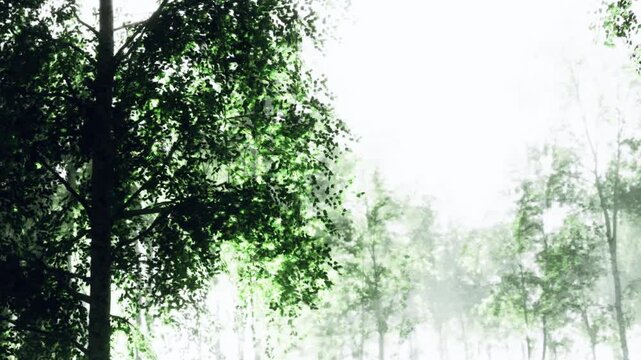 A forest scene shows tall trees with green leaves surrounded by fog. Light filters through the branches, creating an ethereal effect. The forest appears lush and dense in the morning.