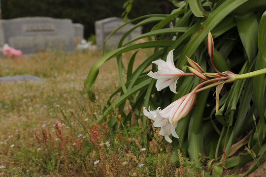 Old Fashioned Crinum Lily in Rural East Texas Cemetery