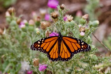 Obraz premium butterfly on flower