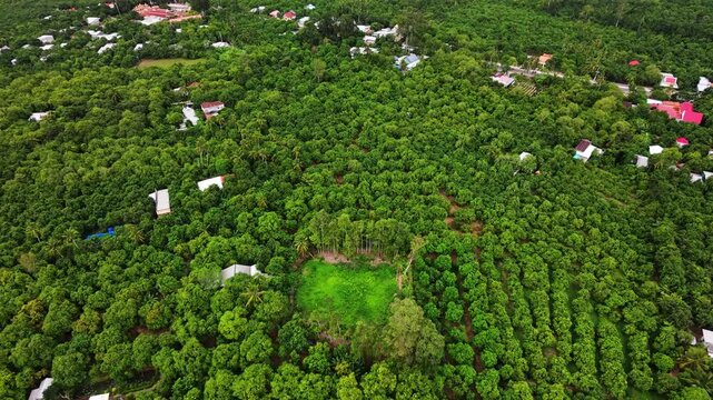 Drone forward tilt down shot over lush tropical agriculture orchard