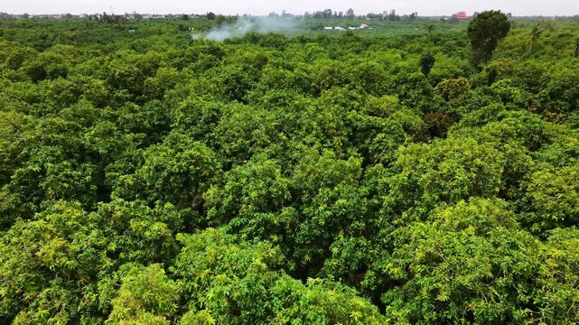 Panoramic view of a vast mango orchard