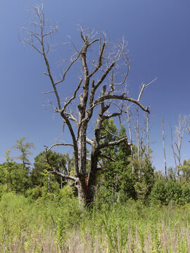 Dead Trees Near The Bradford Oil Wells in Joinerville TX