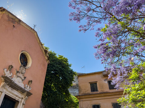 Purple jacaranda flowers framing pink church facade in Corfu Old Town, Corfu, Greece