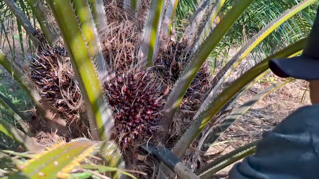Close-up of a worker using a sharp harvesting chisel toolto cut through the palm frond stem and release ripe oil palm fruit.