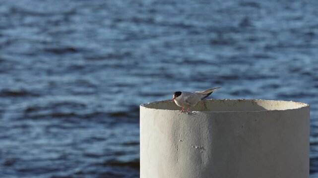 Lone common tern with a distinctive black cap and red beak perching on a concrete pipe, looking around with the blue, rippling water surface creating a natural and serene background