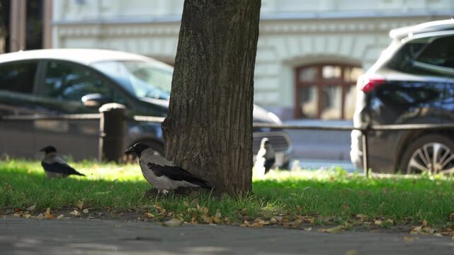 Two smart hooded crows searching for food on a green city lawn next to a tree trunk, with urban traffic and buildings creating a blurred background on a sunny day in the city center