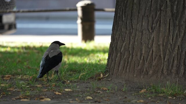 Majestic hooded crow foraging for food on a green lawn near a large tree trunk in a city park on a sunny day, showcasing urban wildlife behavior and the intelligence of corvids