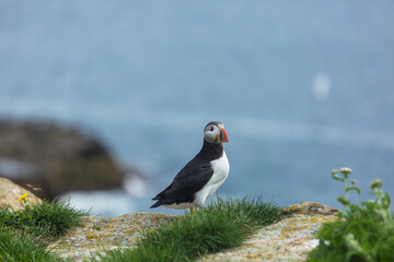 Fototapeta premium Puffin