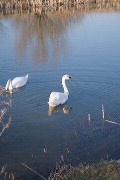 Two white swans swimming on a calm lake