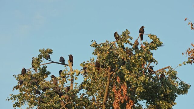 Dark crows perch in a tall, fading tree while others take flight against the crisp, quiet backdrop of a serene autumn morning.