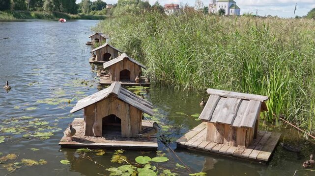 Wild ducks swimming in a tranquil pond with a row of charming wooden duck houses floating on the water's surface, surrounded by lush green reeds on a sunny day in a picturesque park