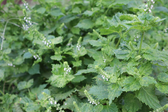 密集して茂るシソの緑の葉と小さな白い花々