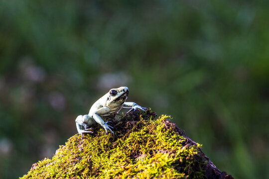 Two green tree frogs resting on a rough wooden log against a dark background with amphibian
