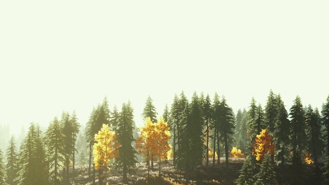 Tall green trees stand in a forest with patches of yellow and orange leaves. The sunlight shines bright above, creating a warm atmosphere. It is midday and the trees are dense.