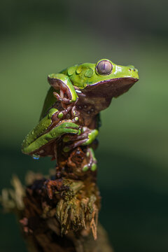 A close-up of a small green tree frog with its mouth wide open perched on a rustic wooden branch